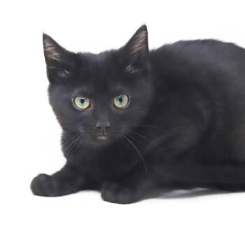 Potato is the ULTIMATE SMUSHY SMUSH tiny tot - soooo soft -  Bombay Cat for Adoption in Bedford Hills, New York - Potato Is The ULTIMATE SMUSHY SMUSH Tiny Tot - Soooo Soft | PetCurious
