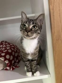 Rescue Domestic Short Hair Cats for Adoption in Morgantown, West Virginia - Darby | PetCurious
