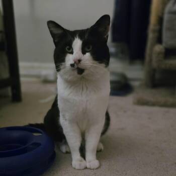 Domestic Short Hair Cats Available for Adoption - Loki | PetCurious