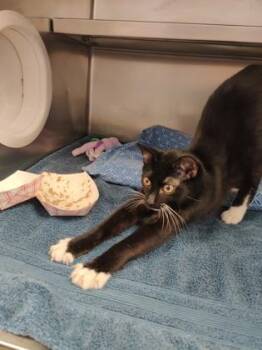 Knightley -  Domestic Short Hair Cat for Adoption in Richmond, Virginia - Knightley | PetCurious