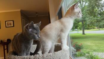 Lynnie and Captain Walter Cornflake -  Domestic Medium Hair and Siamese Cat for Adoption in Mayfield, New York - Lynnie And Captain Walter Cornflake | PetCurious