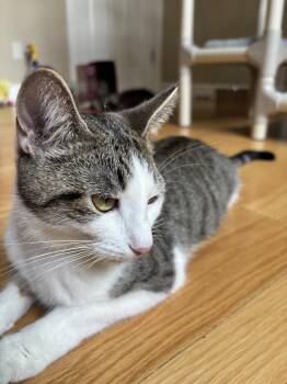 Mel -  Tabby and Domestic Short Hair Cat for Adoption in New Milford, Connecticut - Mel | PetCurious