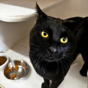 Shogun -  Domestic Short Hair Cat for Adoption in Cheyenne, Wyoming - Shogun | PetCurious