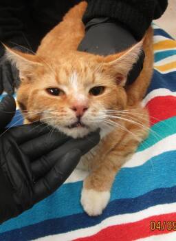 Domestic Short Hair Cats Available for Adoption in Marietta, Georgia - (629) | PetCurious