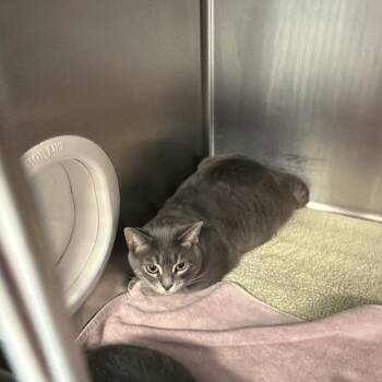 Domestic Short Hair Cats Available for Adoption in Port Charlotte, Florida - Cloud | PetCurious