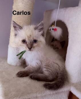 Carlos -  Siamese and Domestic Long Hair Cat for Adoption in St. Augustine, Florida - Carlos | PetCurious
