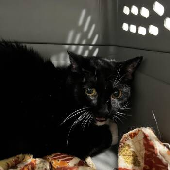 Domestic Short Hair Cats Available for Adoption in Tampa, Florida - Sox | PetCurious