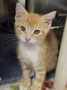 Grub -  Domestic Short Hair Cat for Adoption in Roanoke, Virginia - Grub | PetCurious