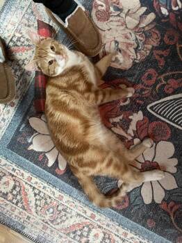 Domestic Short Hair Cats Available for Adoption - Kevin | PetCurious