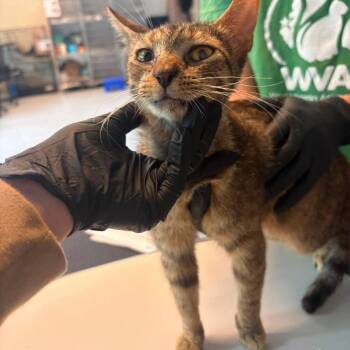 Dough -  Domestic Short Hair Cat for Adoption in Huntington, West Virginia - Dough | PetCurious