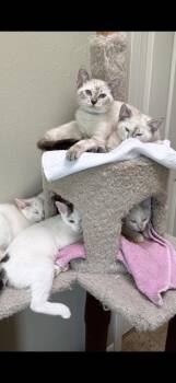 Eugenie -  Domestic Short Hair and Siamese Cat for Adoption in Texarkana, Texas - Eugenie | PetCurious