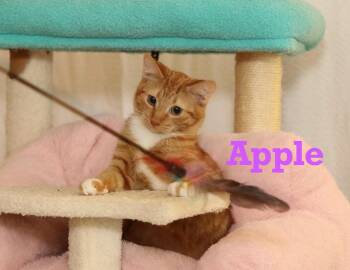 Rescue Tabby Cats for Adoption - Apple | PetCurious