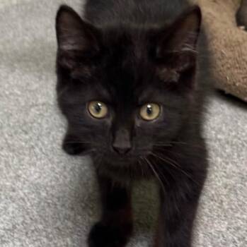 Baxter -  Domestic Medium Hair Cat for Adoption in New Philadelphia, Ohio - Baxter | PetCurious