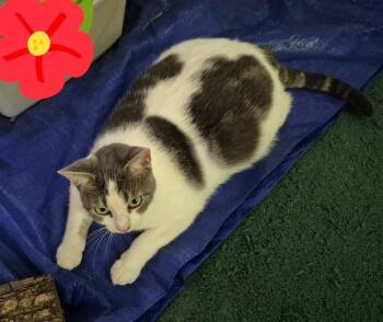 Tinkerbell -  Domestic Short Hair Cat for Adoption in Terrell, Texas - Tinkerbell | PetCurious