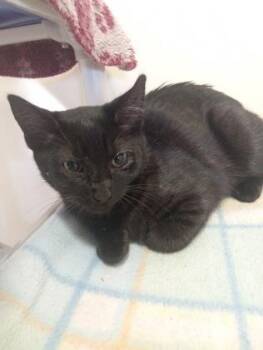 Domestic Short Hair Cats Available for Adoption - Bentwood | PetCurious