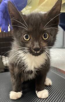 Rescue Domestic Short Hair Cats for Adoption in Hartsville, South Carolina - Tom | PetCurious