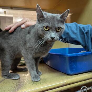 Domestic Short Hair Cats Available for Adoption in Newcastle, Oklahoma - Blinky | PetCurious