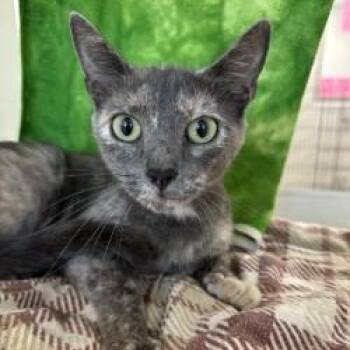 Tana (ID 52209) -  Domestic Short Hair Cat for Adoption in Manassas, Virginia - Tana (ID 52209) | PetCurious