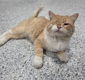 One-eyed Willy -  Domestic Medium Hair Cat for Adoption in Columbia, Missouri - One-eyed Willy | PetCurious