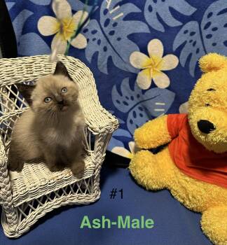 Domestic Short Hair Cats Available for Adoption - Ash | PetCurious