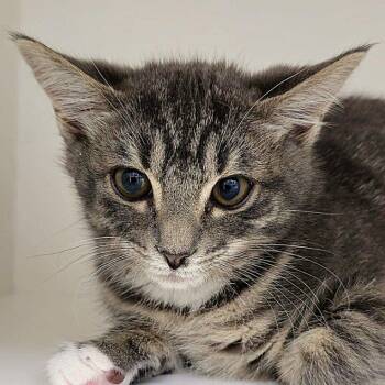 Buckle -  Domestic Short Hair Cat for Adoption in Cumming, Georgia - Buckle | PetCurious