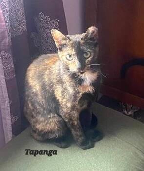 Tapanga -  Domestic Short Hair Cat for Adoption in Catasauqua, Pennsylvania - Tapanga | PetCurious