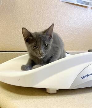 MIST -  Domestic Short Hair Cat for Adoption in Thousand Palms, California - MIST | PetCurious
