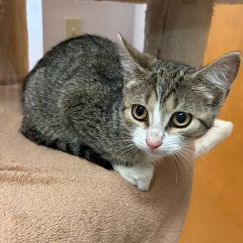 Rescue Domestic Short Hair Cats for Adoption in Middlebury, Vermont - Pumpkin | PetCurious