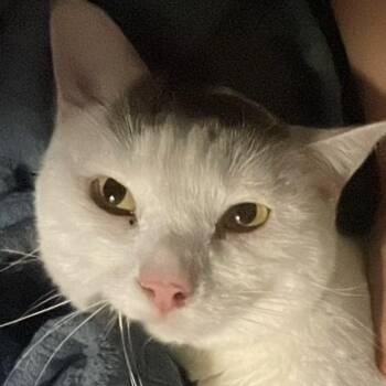 Domestic Short Hair Cats Available for Adoption - Bean | PetCurious