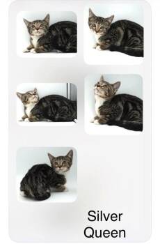 Silver Queen -  Domestic Short Hair Cat for Adoption in Cromwell, Kentucky - Silver Queen | PetCurious