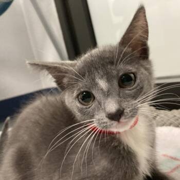 Rescue Domestic Short Hair Cats for Adoption in West Palm Beach, Florida - Gabby | PetCurious