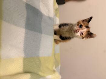 Winky -  American Shorthair Cat for Adoption in Randolph, Alabama - Winky | PetCurious