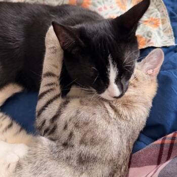 Wren -  Domestic Short Hair Cat for Adoption in Cumming, Georgia - Wren | PetCurious