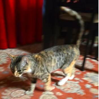 Poppy McKenzie -  Domestic Short Hair Cat for Adoption in Merrifield, Virginia - Poppy McKenzie | PetCurious