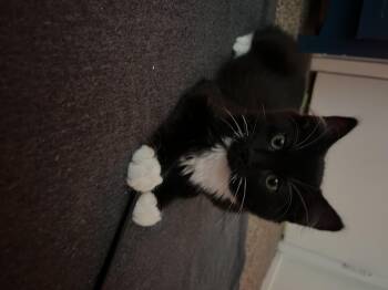 Winston -  Domestic Short Hair Cat for Adoption in Diamond Springs, California - Winston | PetCurious
