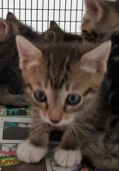 MAVERICK -  Domestic Short Hair Cat for Adoption in Fort Lauderdale, Florida - MAVERICK | PetCurious