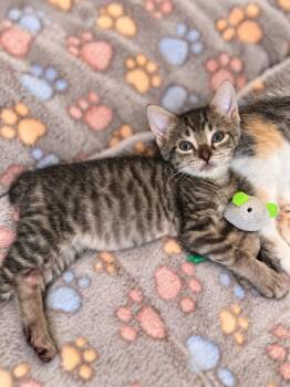 Boomer -  Tabby Cat for Adoption in Plano, Texas - Boomer | PetCurious
