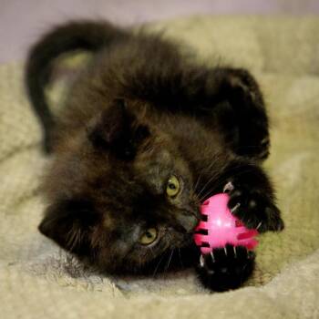 Annistyn -  Domestic Short Hair Cat for Adoption in Versailles, Kentucky - Annistyn | PetCurious