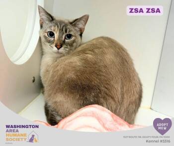 Zsa Zsa -  Siamese Cat for Adoption in Eighty Four, Pennsylvania - Zsa Zsa | PetCurious