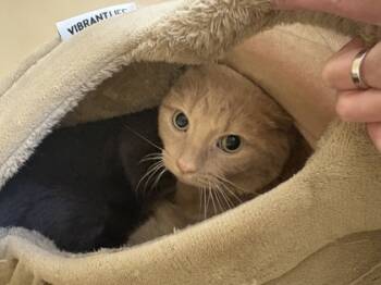 Rescue Domestic Short Hair Cats for Adoption - Kelvin OF104 | PetCurious