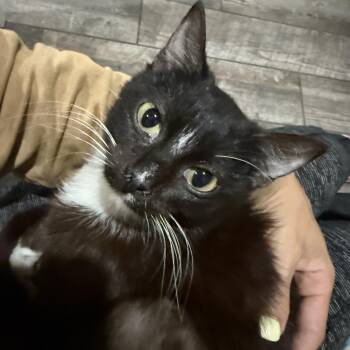 Rescue Tuxedo Cats for Adoption in Blaine, Minnesota - Halo | PetCurious