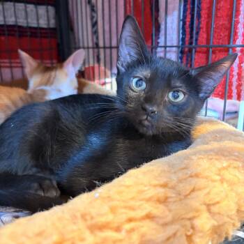 Ebony -  Domestic Short Hair Cat for Adoption in Melbourne, Arkansas - Ebony | PetCurious