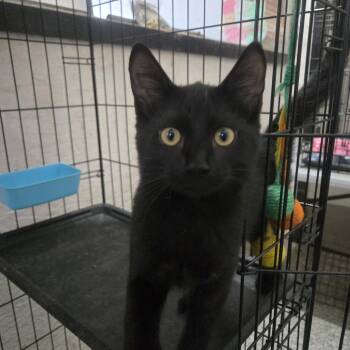 Frito -  Domestic Short Hair Cat for Adoption in Reeseville, Wisconsin - Frito | PetCurious