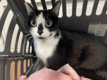 Tina -  Domestic Short Hair Cat for Adoption in Chico, California - Tina | PetCurious