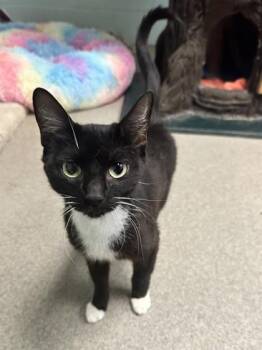Linda -  Domestic Short Hair Cat for Adoption in Palm Coast, Florida - Linda | PetCurious