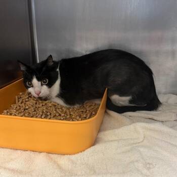 IT -  Domestic Short Hair Cat for Adoption in Port Charlotte, Florida - IT | PetCurious