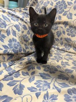 Phantom -  Domestic Short Hair Cat for Adoption in Lovingston, Virginia - Phantom | PetCurious