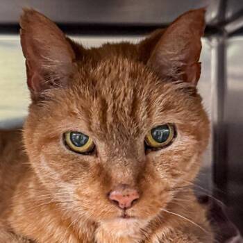 Domestic Short Hair Cats Available for Adoption in Kennebunk, Maine - Little Kitty | PetCurious