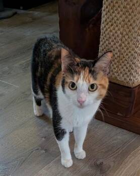 Domestic Short Hair Cats Available for Adoption in Gorham, Maine - Thelma | PetCurious