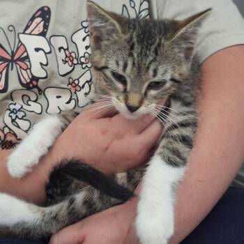 Captain -  Domestic Short Hair Cat for Adoption in Grantsville, Utah - Captain | PetCurious